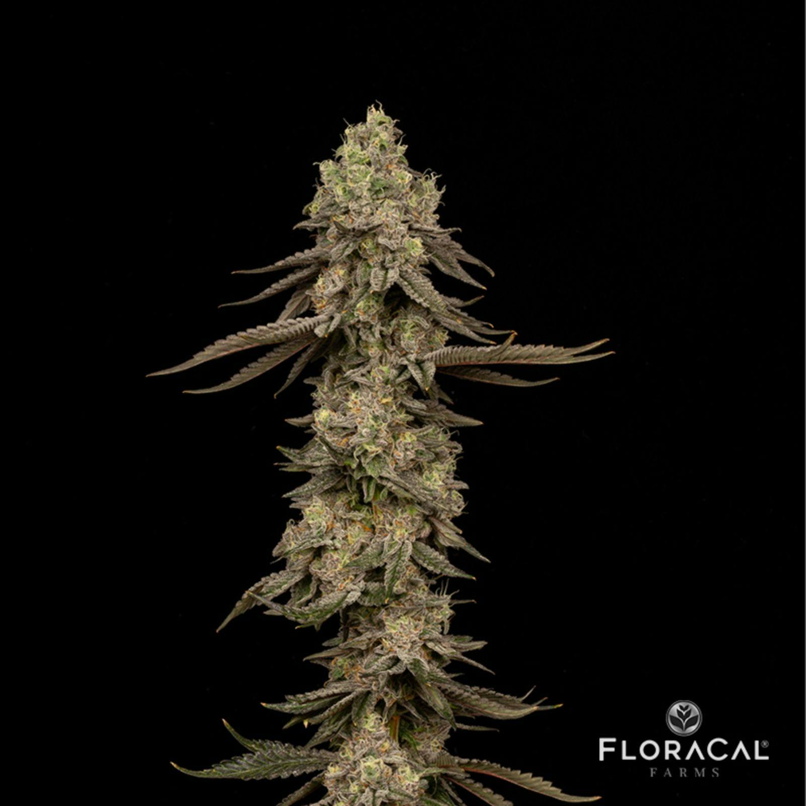 FloraCal Kush Mints Smalls Prepackaged 1/8th